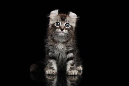 Cute American Curl Kitten with Twisted Ears Sits on Isolated Black Backgroundの写真素材