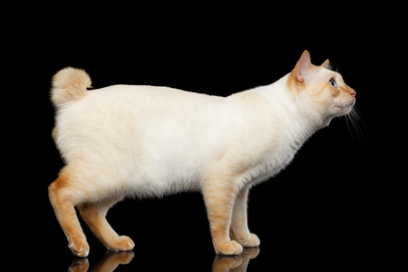 Curious Breed Mekong Bobtail Cat Blue eyed, Standing and Looking up, Isolated Black Background, Color-point Fur, without tail, Side viewの写真素材
