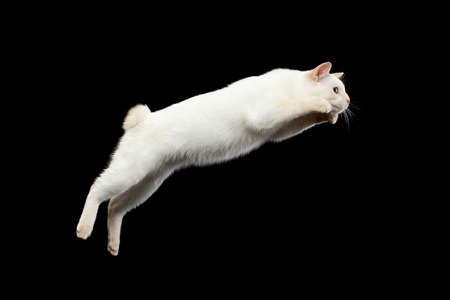 Super Jump of Blue eyed Female Cat of Breed Mekong Bobtail, Isolated Black Background, Color-point...