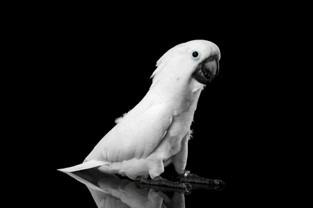 Crested Cockatoo White alba, Umbrella, Funny Looking in Camera, Indonesia, isolated on Black Backgroundの写真素材