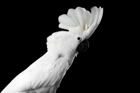 Close-up Crested Cockatoo White alba, Umbrella, Funny Looking in Camera, Indonesia, isolated on Black Backgroundの写真素材