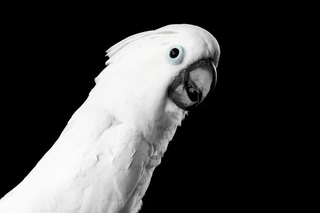 Close-up Crested Cockatoo White alba, Umbrella, Funny Looking in Camera, Indonesia, isolated on Black Backgroundの写真素材