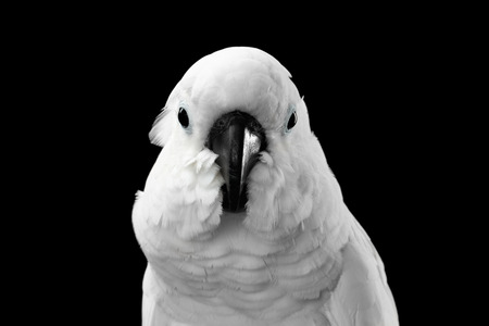 Close-up Crested Cockatoo White alba, Umbrella, Funny Looking in Camera, Indonesia, isolated on Black Backgroundの写真素材