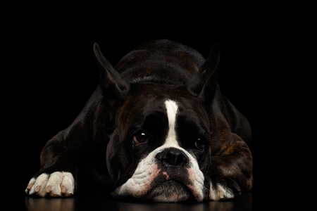 Purebred Boxer Dog Brown with White Fur Color Lying and Bored Isolated on Black Backgroundの写真素材