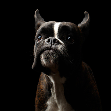 Close-up Portrait of Funny Purebred Boxer Dog Brown with White Fur Color surprised Looks in Camera Isolated on Black Backgroundの写真素材