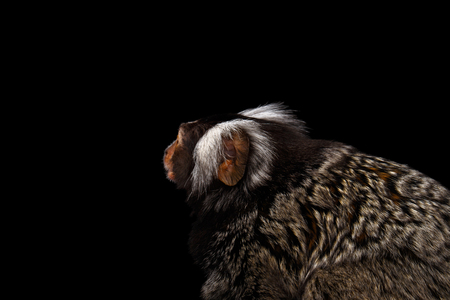 Close-up Profile portrait of Cute monkey Common Marmoset, Callithrix jacchus with Huge Ears Isolated...