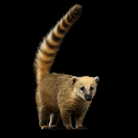 Wild animal South American coati, Nasua Standing and Posing, Looking in Camera with Tail Isolated on Black Backgroundの写真素材