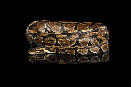 Ball or Royal python Snake on Isolated black background with reflection
