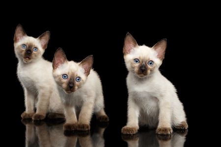 Portrait of Three Beautiful Mekong Bobtail Kittens with Blue eyes Sitting front view, Looking Curious, Isolated Black Background, Color-point Thai Furの写真素材
