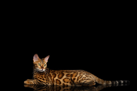 Adorable Bengal Cat Lying and Looking up on isolated Black Background with reflection, Side viewの写真素材