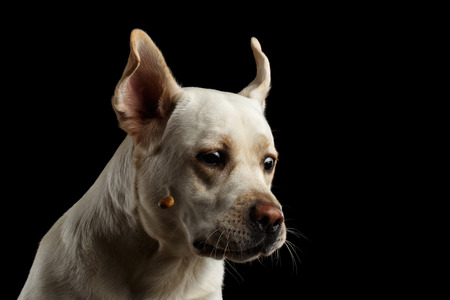Funny moment, beige Labrador retriever dog catching treats with curious face in front of isolated...