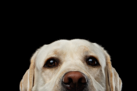 Close-up portrait of beige Labrador retriever dog raising up nose in front view isolated black backgroundの写真素材