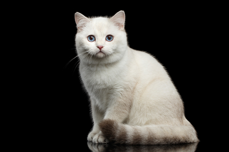 Adorable British breed Cat White color with magic Blue eyes, Sitting on Isolated Black Background with reflectionの写真素材