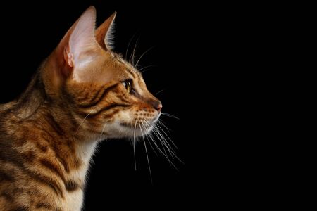 Close-up Portrait of Adorable breed Bengal kitten in profile view, isolated on Black Backgroundの写真素材