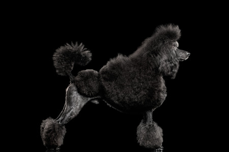 hairstyle Black poodle dog standing , on isolated black backgroundの写真素材