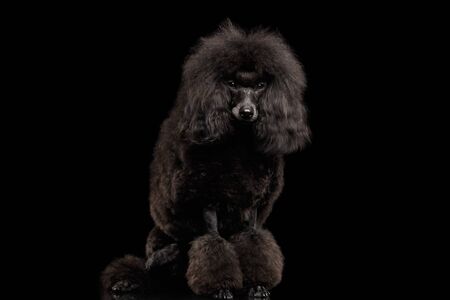 Black poodle dog Sitting on isolated black backgroundの写真素材