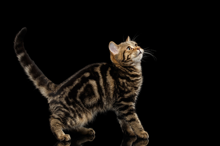 Pedigree Tabby Scottish Kitten, Standing at side and Looking up Curious on Isolated black background with reflectionの写真素材