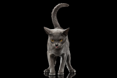 Blue Burmese Kitten, standing at front view, Looking clumsy and show tongue, tail like question sign, on Isolated black background with reflectionの写真素材