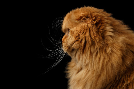 Close-up portrait of Furry red scottish fold breed Cat in profile view on head, isolated black backgroundの写真素材