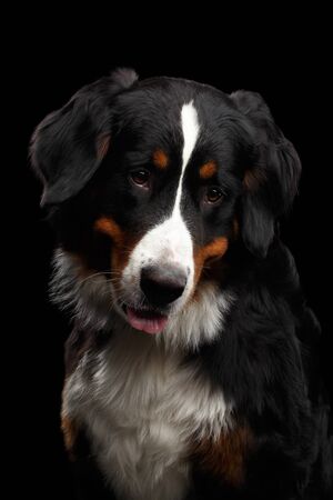 Close-up portrait of Bernese Mountain Dog Curious looking in camera on isolated black backgroundの写真素材