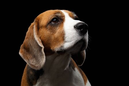 Close-up portrait of Young Beagle dog looking up on isolated black background, front viewの写真素材