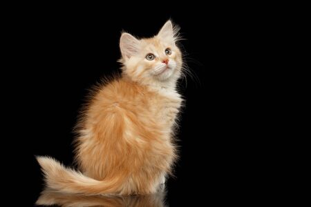Ginger Siberian kitty sitting and looking up on isolated black background with reflection, back viewの写真素材