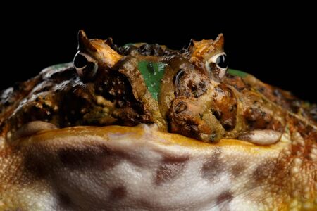 Close-up head Argentine Horned Frog or Pac-man, Ceratophrys ornata isolated on black background with reflectionの写真素材