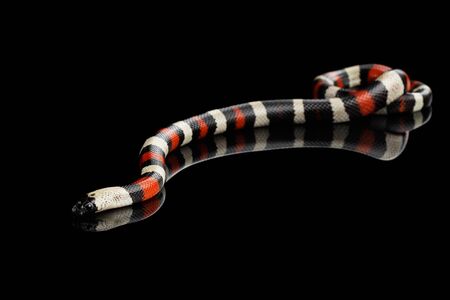 Campbells milk snake, Lampropeltis triangulum campbelli, isolated on black background with...
