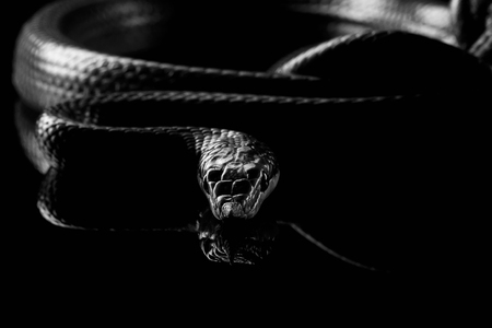 Green long nosed snake, Rhinoceros Ratsnake isolated on black background with reflectionの写真素材