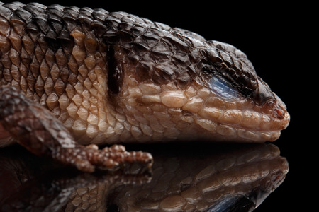 Close-up brown skink, tropidophorus baconi on isolated black background with reflection, wild...