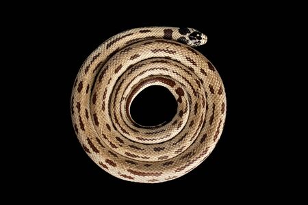 Eastern kingsnake or common king snake, Lampropeltis getula californiae, isolated black backgroundの写真素材