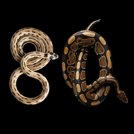 Two Eastern kingsnakes or common king snake and Ball or Royal python Lying number 80, isolated black...