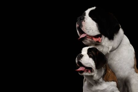 Close-up Head of Two Saint Bernard Dog, Puppy and her Mom on Isolated Black Background, Profile viewの写真素材