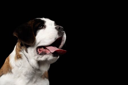 Close-up of Happy Saint Bernard Purebred Puppy Face with Smile Looking up on Isolated Black Background, Profile viewの写真素材