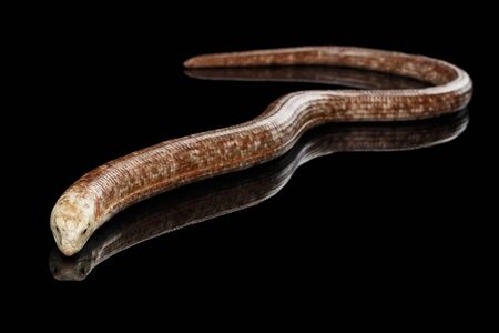 Sheltopusik or European Legless Lizard, Pseudopus apodusapodus isolated on Black background with...