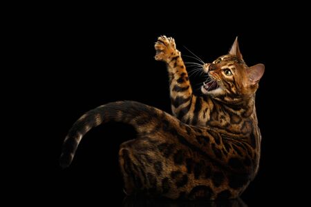 Gorgeous Spotted Bengal Cat Hunts, catching paw with claw on isolated Black Background, back viewの写真素材