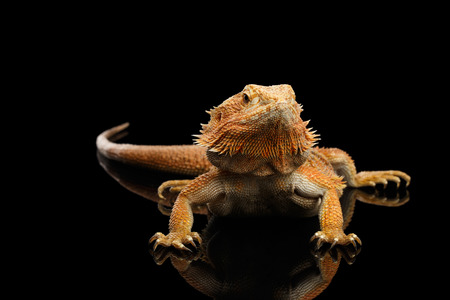Bearded Dragon Llizard Lying on Mirror Isolated on Black Backgroundの写真素材