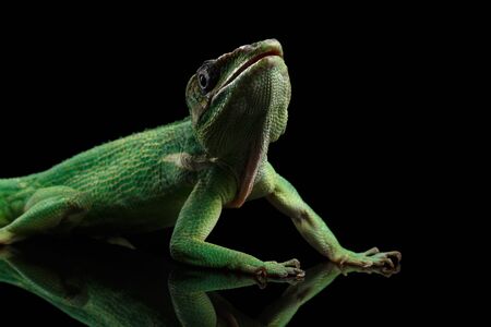 Knight anole Green lizard on Isolated Black Backgroundの写真素材