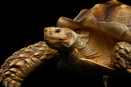 Geochelone sulcata. African turtle Spurs Isolated on Black Backgroundの写真素材