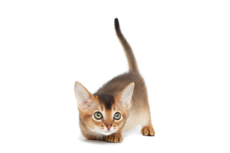 Playful Abyssinian Kitty play on Isolated White Background, Huntの写真素材