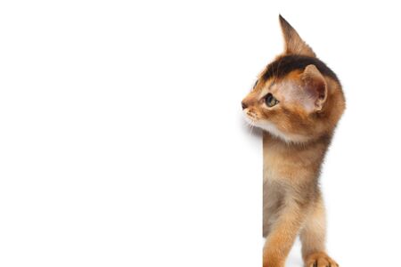 Curious Abyssinian Kitty Looking side on Isolated White Backgroundの写真素材