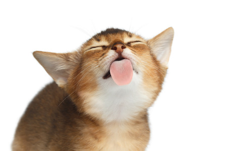 Lovely Abyssinian Kitty Licking screen on Isolated White Background, making faces, showing tongueの写真素材