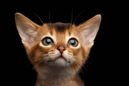 Portrait of Cute Abyssinian Kitty with huge eyes on Isolated Black Backgroundの写真素材
