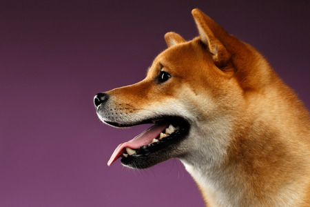 Close-up Portrait of head Shiba inu Dog, Looks Happy, purple Background, Profile viewの写真素材