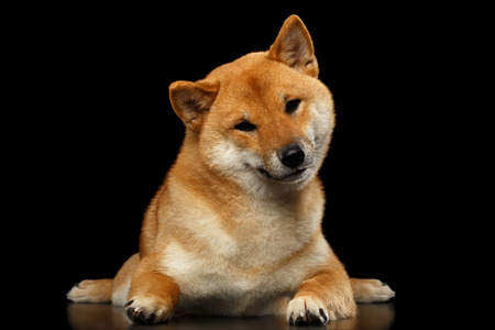 Shiba inu Dog, Lying and Looks questioning, Isolated Black Background, Front viewの写真素材