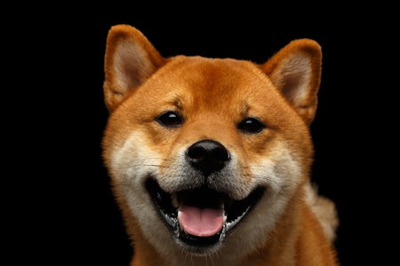 Close-up Portrait of head Shiba inu Dog, Looks friendly, Isolated Black Background, Front viewの写真素材