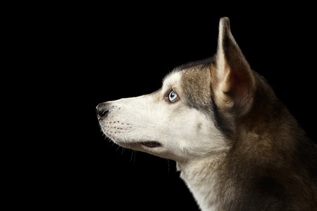 Portrait of Siberian Husky Dog with Blue eyes on Isolated Black Background, Profile viewの写真素材