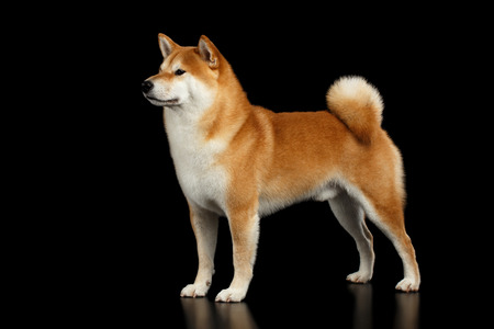 Brutal pedigreed Red Shiba inu Breed Dog Standing on Isolated Black Background, Side viewの写真素材