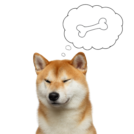 Portrait of Shiba inu Dog with closed eyes thinking, in cloud bone, on Isolated White Background, Front viewの写真素材