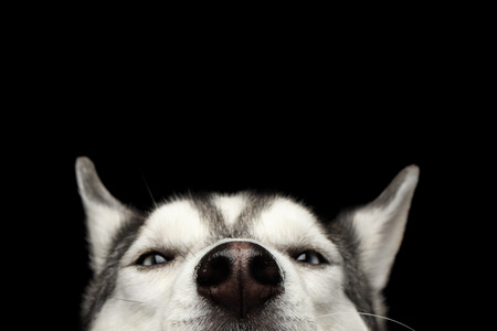 Close-up Head of peeking Siberian Husky Dog with blue eyes on Isolated Black Background, Front view